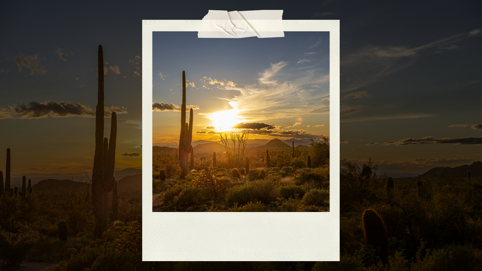 Arizona desert at sunset, saguaro cactus silhouetted against the sky